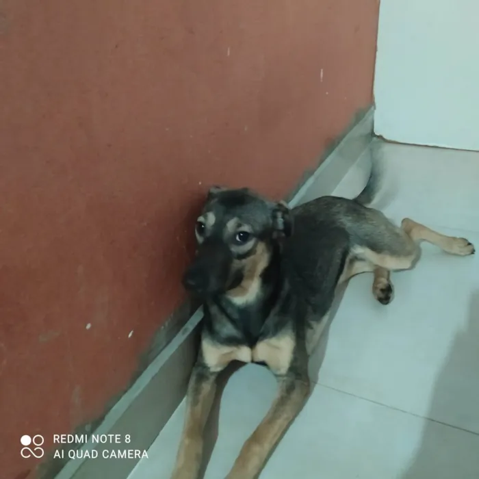Cachorro ra a SRD-ViraLata idade 2 a 6 meses nome PITICA