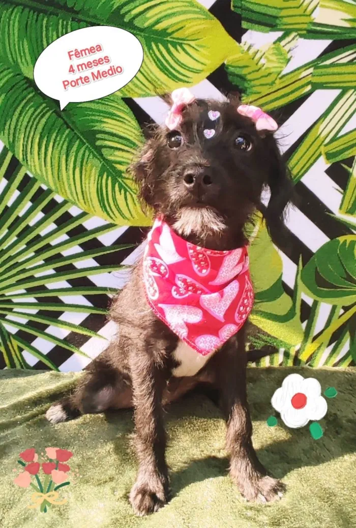 Cachorro raça SRD-ViraLata idade 2 a 6 meses nome Tiara