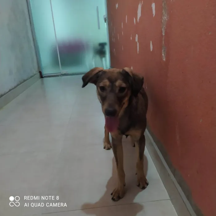 Cachorro ra a SRD-ViraLata idade 2 a 6 meses nome CHIQUINHA