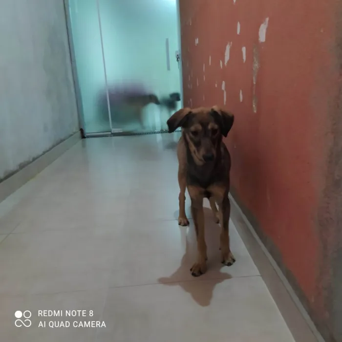 Cachorro ra a SRD-ViraLata idade 2 a 6 meses nome CHIQUINHA