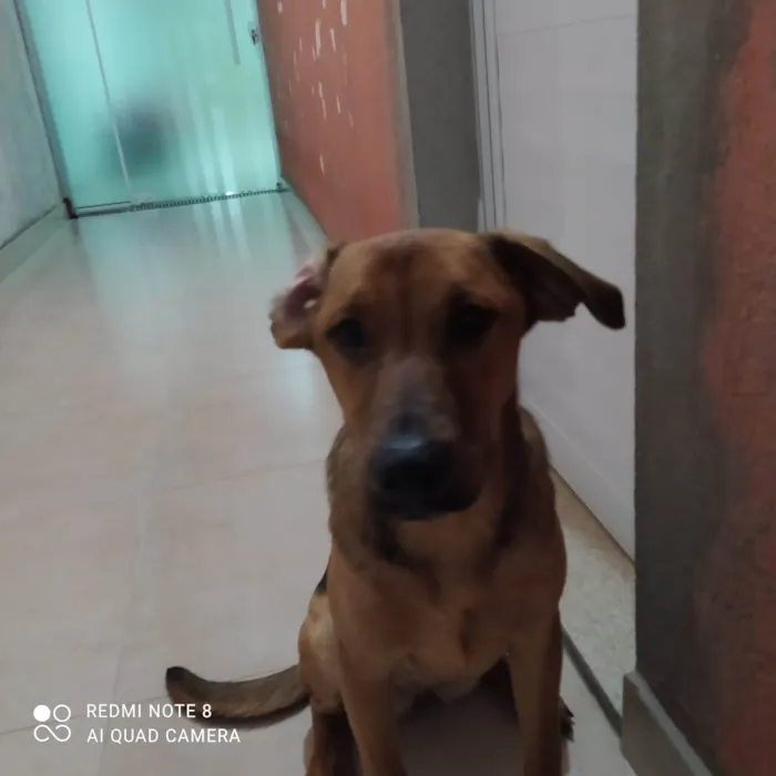 Cachorro ra a SRD-ViraLata idade 2 a 6 meses nome PITUCHA