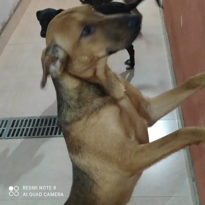 Cachorro ra a SRD-ViraLata idade 2 a 6 meses nome PITUCHA