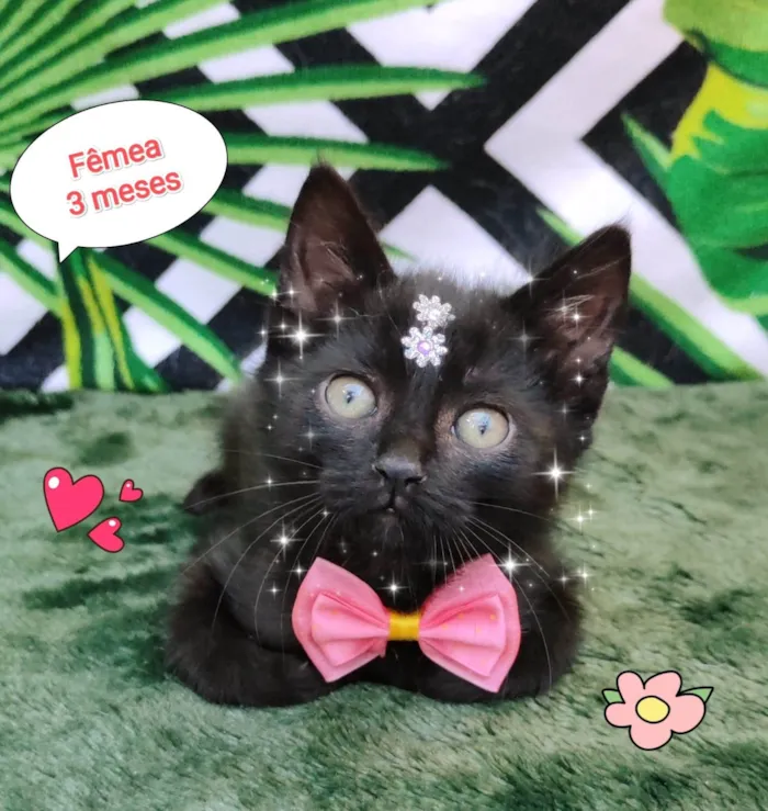 Gato raça SRD-ViraLata idade 2 a 6 meses nome Pretinha 
