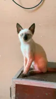 estrela