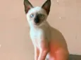 estrela