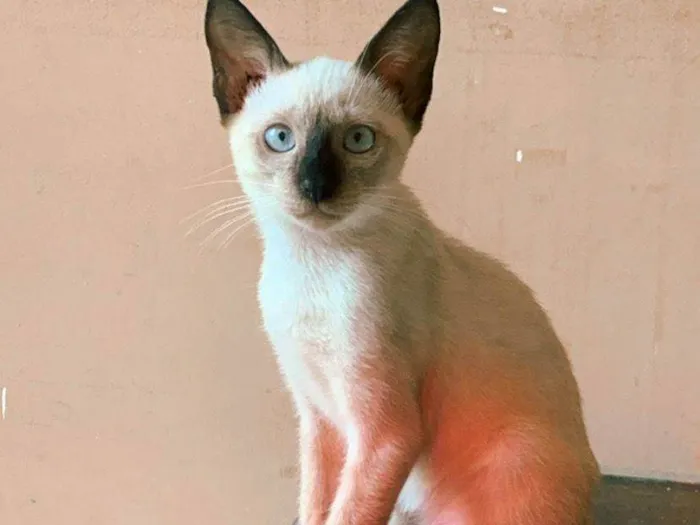 Gato raça Siamês idade 2 a 6 meses nome estrela