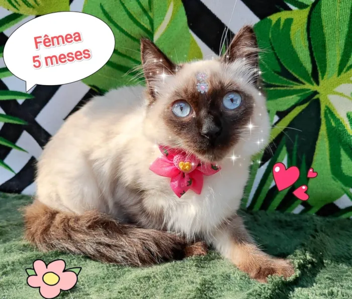 Gato raça SRD-ViraLata idade 2 a 6 meses nome Lua 