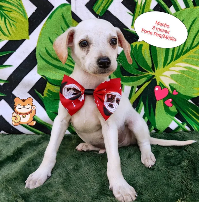 Cachorro raça SRD-ViraLata idade 2 a 6 meses nome Tobi