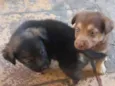 Bebes