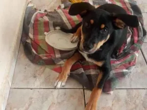 Cachorro raça Pastor idade 2 a 6 meses nome Betovem