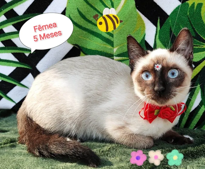 Gato raça SRD-ViraLata idade 2 a 6 meses nome Vivi