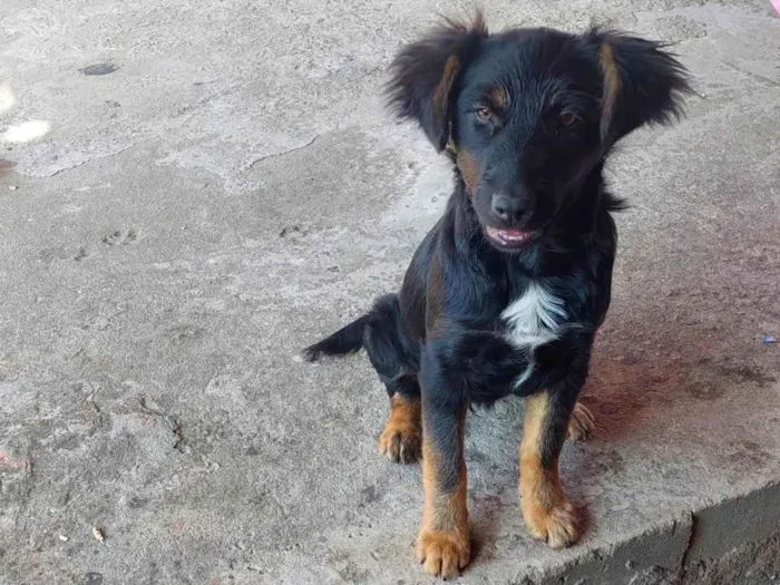 Cachorro ra a Sem pedigre idade 1 ano nome Aurora 