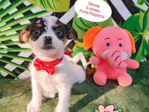 Cachorro raça SRD-ViraLata idade 2 a 6 meses nome Kendy