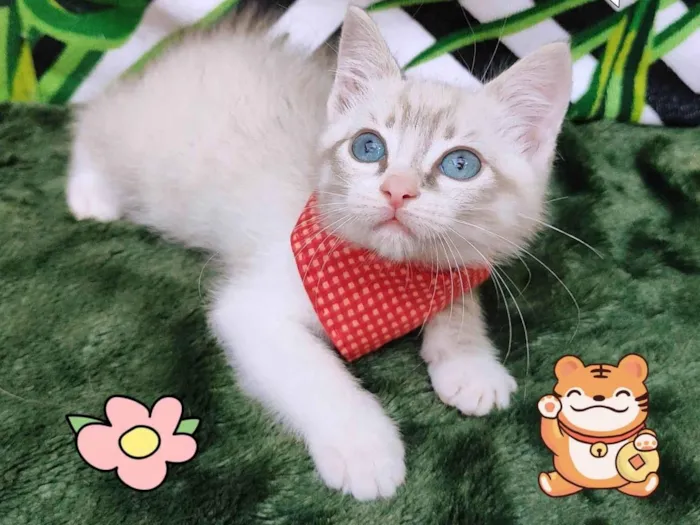 Gato raça SRD-ViraLata idade 2 a 6 meses nome Bily