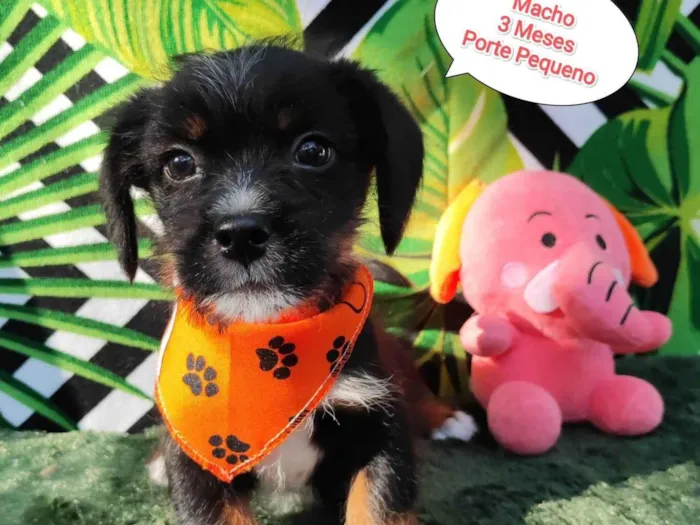 Cachorro raça SRD-ViraLata idade 2 a 6 meses nome Guga