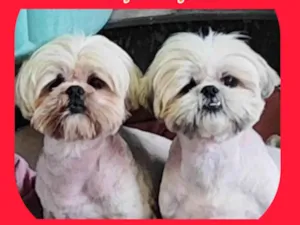 Cachorro raça Shitzu idade 6 ou mais anos nome Juquinha e Caju