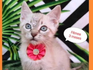 Gato raça SRD-ViraLata idade 2 a 6 meses nome Loren