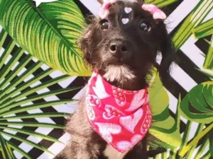 Cachorro raça SRD-ViraLata idade 2 a 6 meses nome Tiara