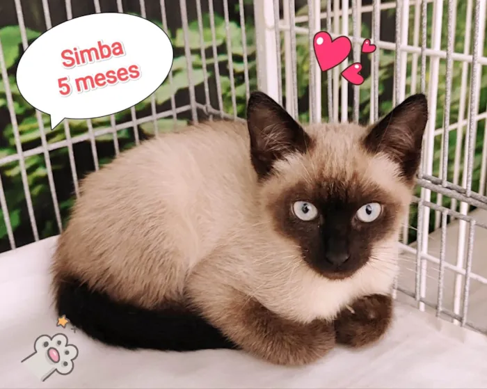 Gato raça SRD-ViraLata idade 2 a 6 meses nome Simba