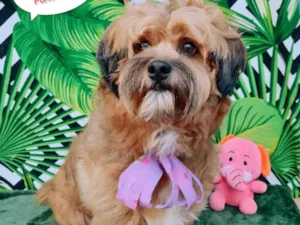 Cachorro raça SRD-ViraLata idade 2 anos nome Diego