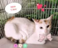 Gato raça SRD-ViraLata idade 1 ano nome Nina