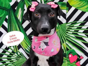 Cachorro raça SRD-ViraLata idade 2 anos nome Safira