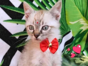 Gato raça SRD-ViraLata idade 2 a 6 meses nome Yara