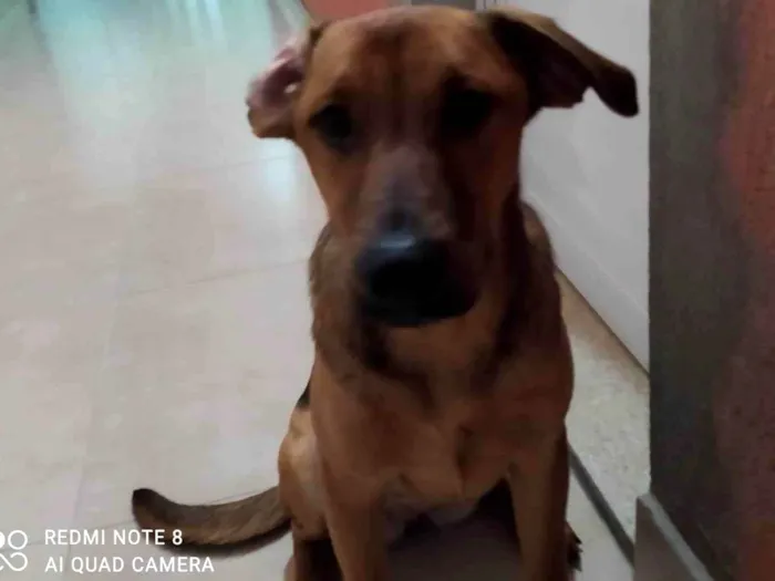 Cachorro ra a SRD-ViraLata idade 2 a 6 meses nome PITUCHA