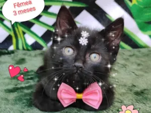 Gato raça SRD-ViraLata idade 2 a 6 meses nome Pretinha 