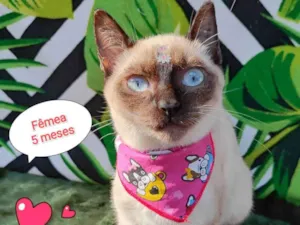Gato raça SRD-ViraLata idade 2 a 6 meses nome Lua 