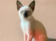 estrela