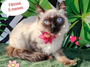 Gato raça SRD-ViraLata idade 2 a 6 meses nome Lua 