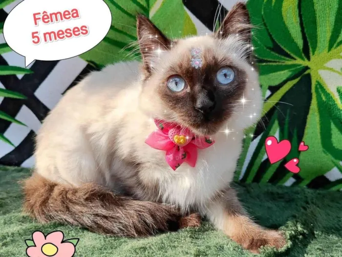 Gato raça SRD-ViraLata idade 2 a 6 meses nome Lua 