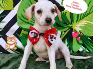 Cachorro raça SRD-ViraLata idade 2 a 6 meses nome Tobi