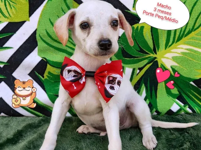 Cachorro raça SRD-ViraLata idade 2 a 6 meses nome Tobi