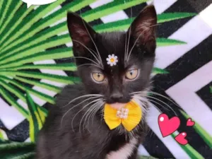 Gato raça SRD-ViraLata idade 2 a 6 meses nome Felicia