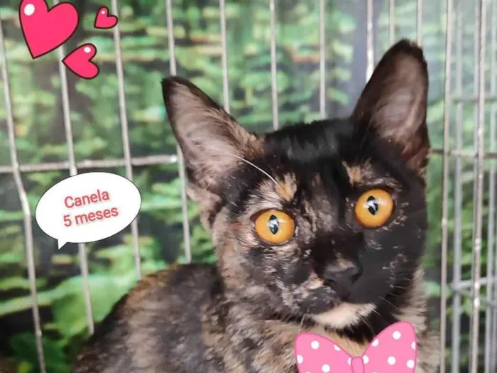 Gato raça SRD-ViraLata idade 2 a 6 meses nome Canela