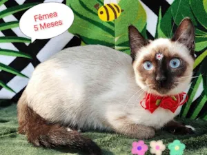 Gato raça SRD-ViraLata idade 2 a 6 meses nome Vivi