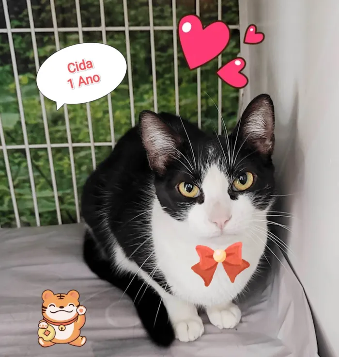 Gato raça SRD-ViraLata idade 1 ano nome Cida