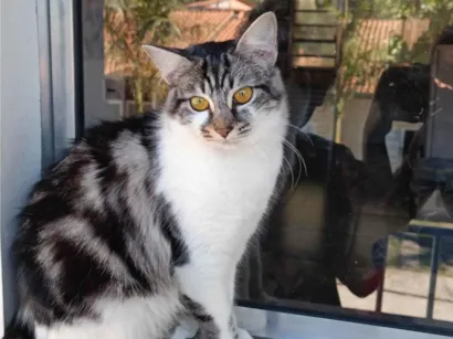 Gato raça SRD-ViraLata idade 2 anos nome Oreo