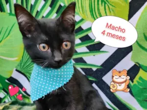 Gato raça SRD-ViraLata idade 2 a 6 meses nome Caul