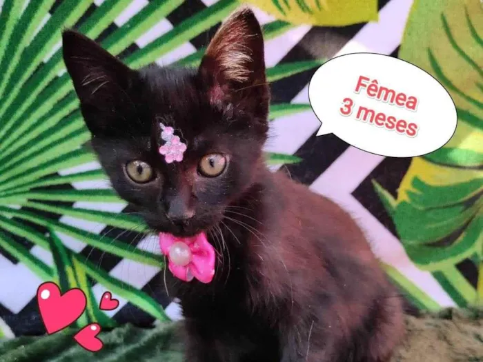 Gato raça SRD-ViraLata idade 2 a 6 meses nome Sayuri