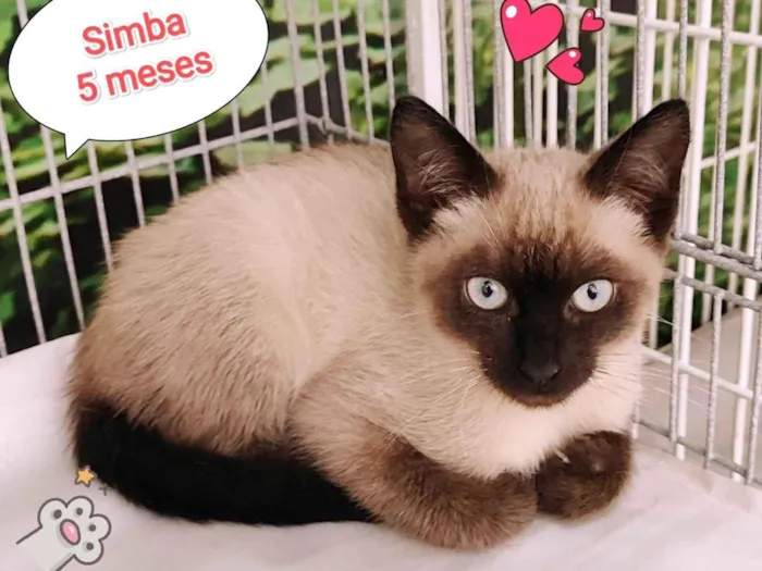 Gato raça SRD-ViraLata idade 2 a 6 meses nome Simba