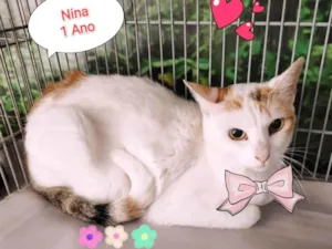 Gato raça SRD-ViraLata idade 1 ano nome Nina