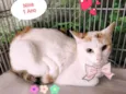 Gato raça SRD-ViraLata idade 1 ano nome Nina