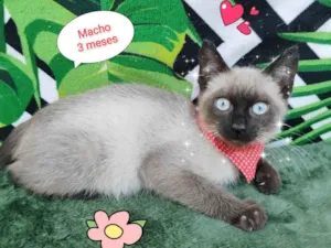 Gato raça SRD-ViraLata idade 2 a 6 meses nome Felicio