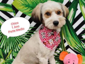 Cachorro raça SRD-ViraLata idade 1 ano nome Chico 