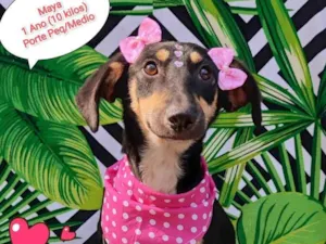 Cachorro raça SRD-ViraLata idade 1 ano nome Maya