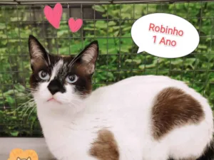 Cachorro raça SRD-ViraLata idade 1 ano nome Robinho