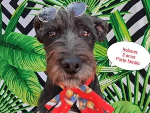 Cachorro raça SRD-ViraLata idade 2 anos nome Robson 